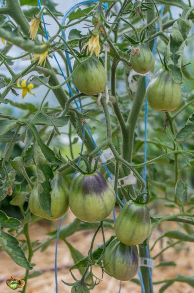 blue pear 15 juin 2018