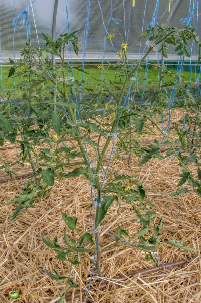 blue pear 26 mai 2018