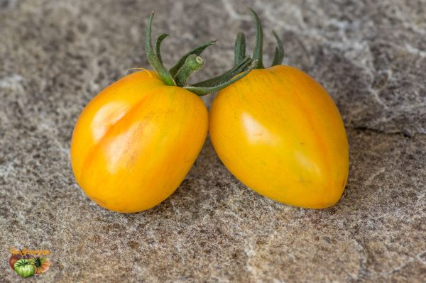 blushxatomic grape f1 29 juin 2018