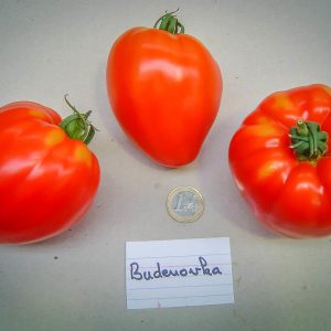 budenovka pink