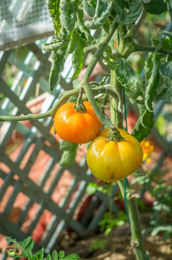 carotina orange caro