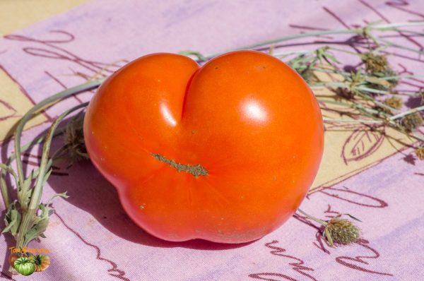 carotina orange caro