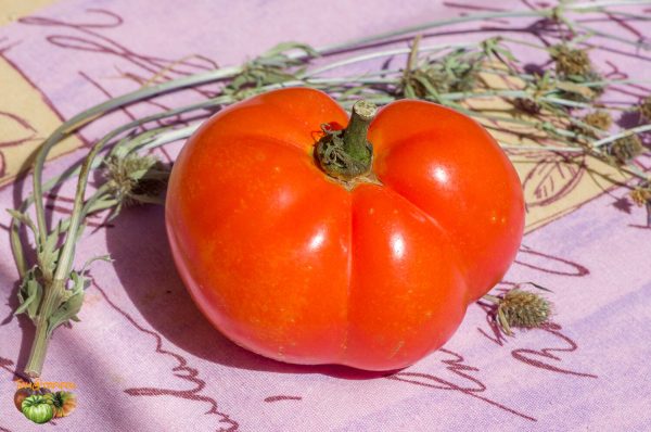 carotina orange caro