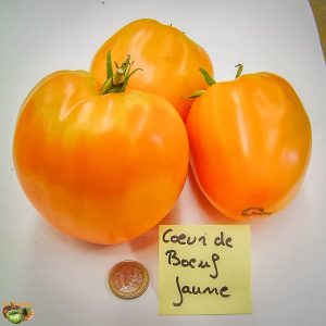 coeur de boeuf jaune yellow oxheart