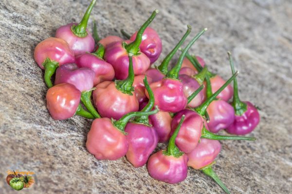 cheiro roxa 19 septembre 2018 5