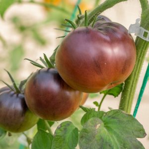 chestnut chocolate