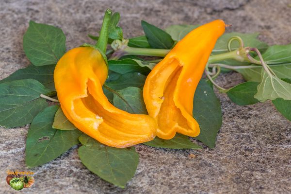 corno di toro giallo 31 août 2018 3