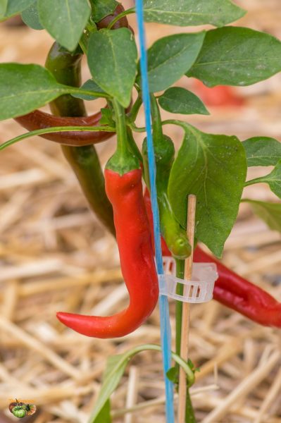 corona space chili 