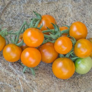 dark orange muscat