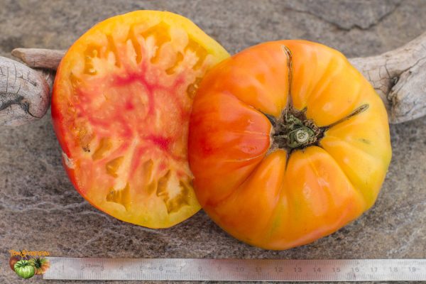 DWARF GLORIA'S TREAT - Image 3