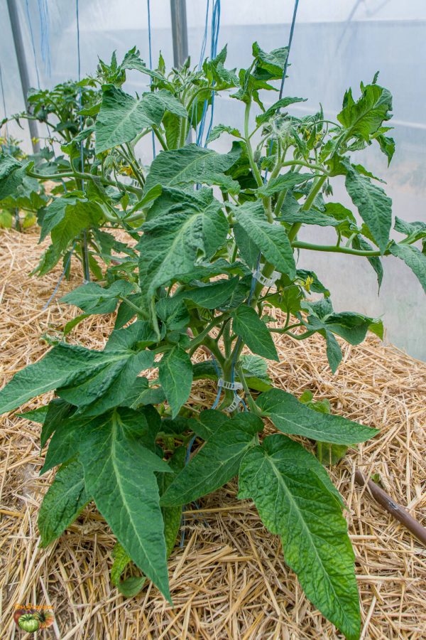 DWARF GLORIA'S TREAT - Image 6