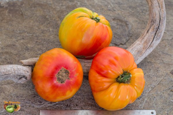 DWARF GLORIA'S TREAT - Image 2