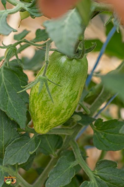 dwarf sauce mary 15 juin 2018