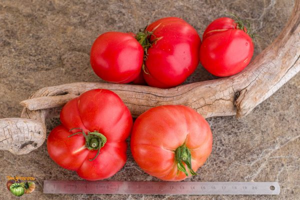 DWARF STRAWBERRY LEMONADE - Image 4