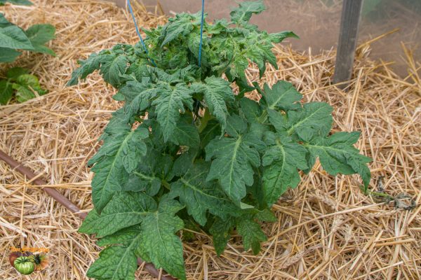 DWARF STRAWBERRY LEMONADE - Image 6