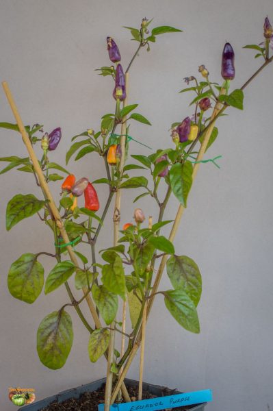 ecuador purple 20 mai 2018 3
