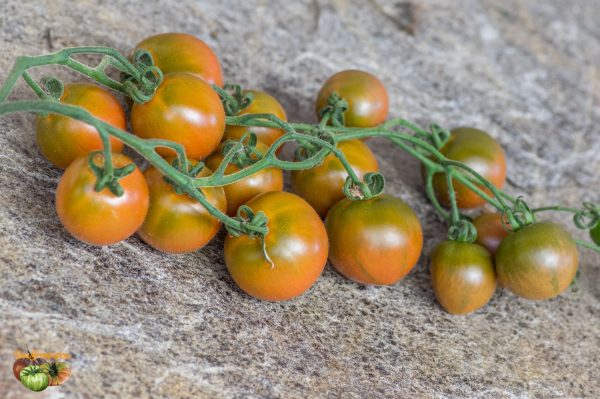 evil olive 10 août 2018 2 2