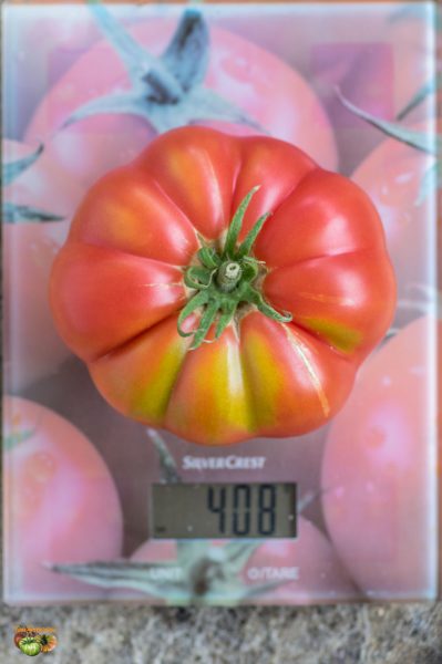 giant 32 novikova 28 juillet 2018