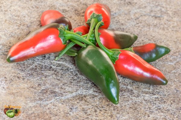 giant jalapeno 19 septembre 2018 2 2