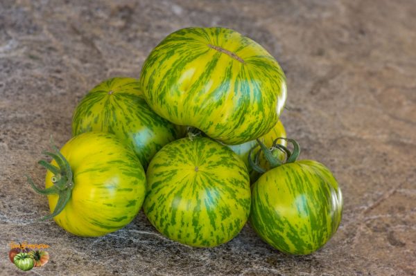 green zebra 12 août 2018