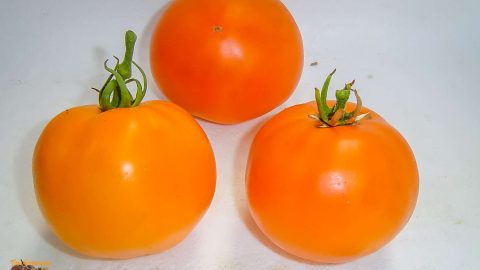 BIG ORANGE