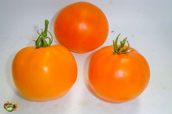 BIG ORANGE