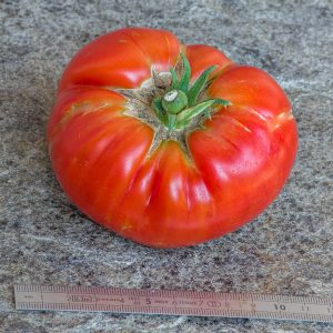 large lucky red