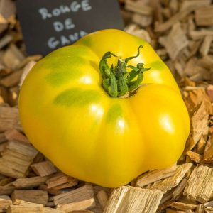 lillian's yellow heirloom