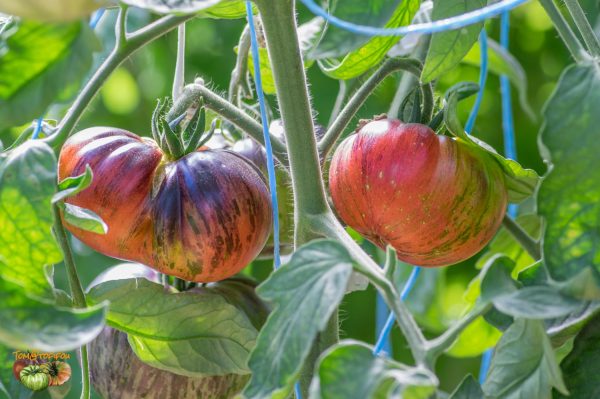 lovely lush 07 juillet 2018