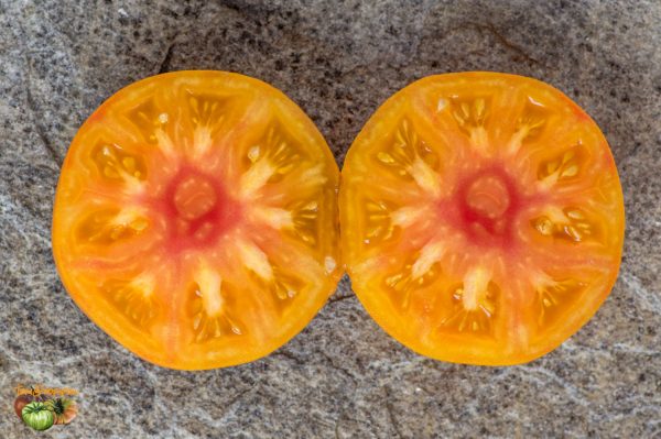 orange orangoutan 22 juillet 2018 2 7