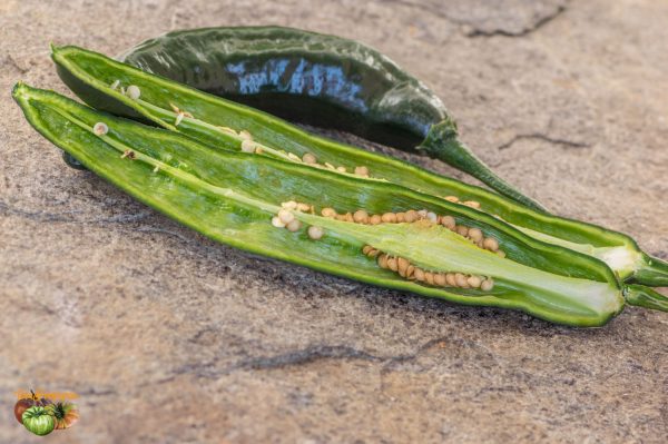 pasilla bajio 24 septembre 2018 2