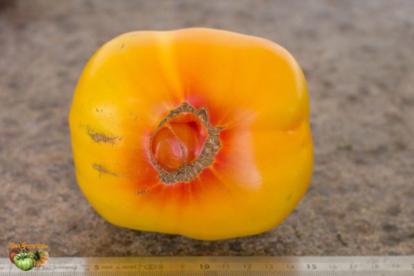 paw paw