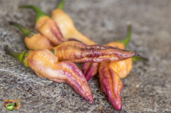 peachgum tiger v3 21 septembre 2018 7