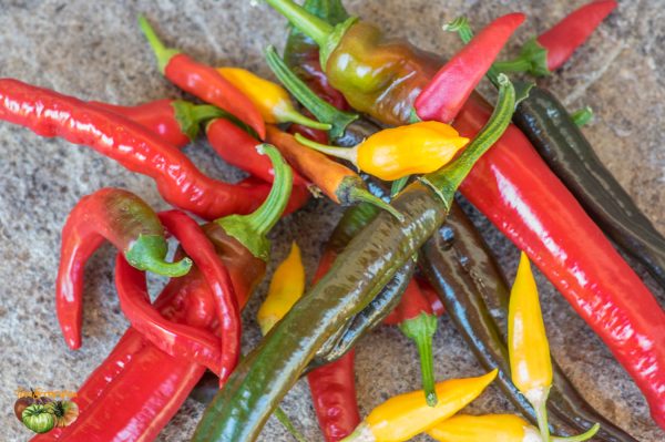 peppers 25 juin 2018