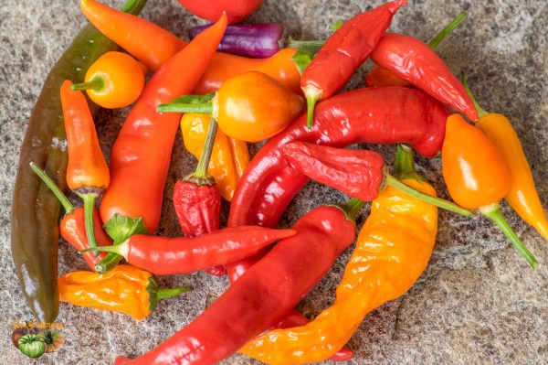 piment 08 juin 2018 2