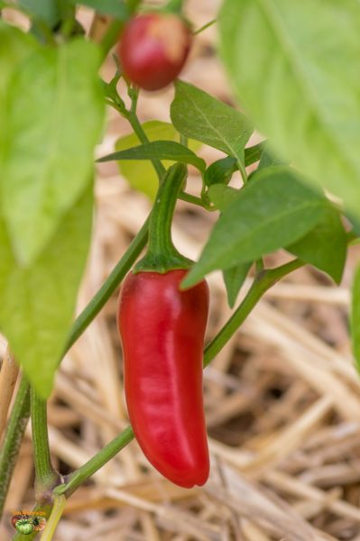 piment vegetarien 05 juin 2018