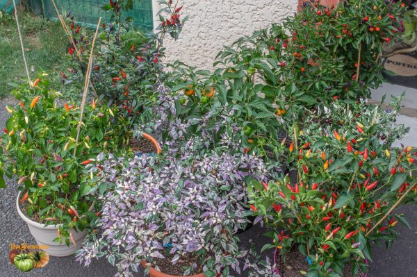 piments expo 21 septembre 2018