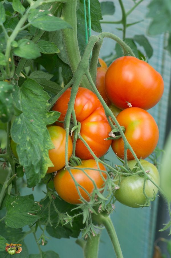 potager de vilvorde