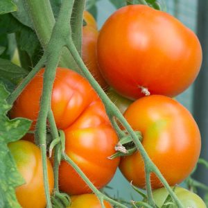 POTAGER DE VILVORDE