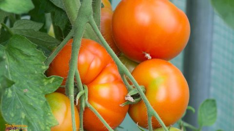 POTAGER DE VILVORDE