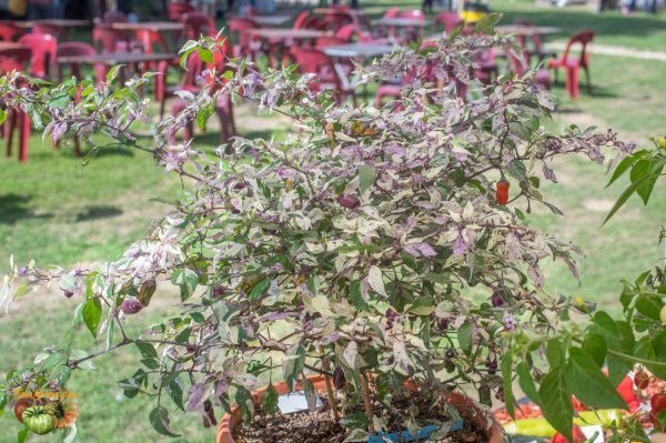purple tiger 26 août 2018