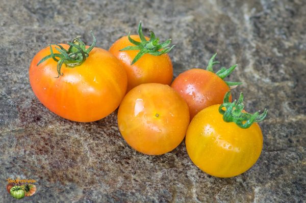 BICOLOR CHERRY - RAINBOW BICOLOR CHERRY