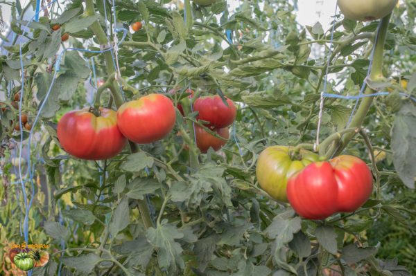 rosa de hijar 14 août 2018