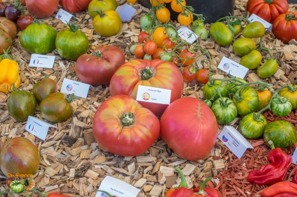 rosa de hijar 25 août 2018