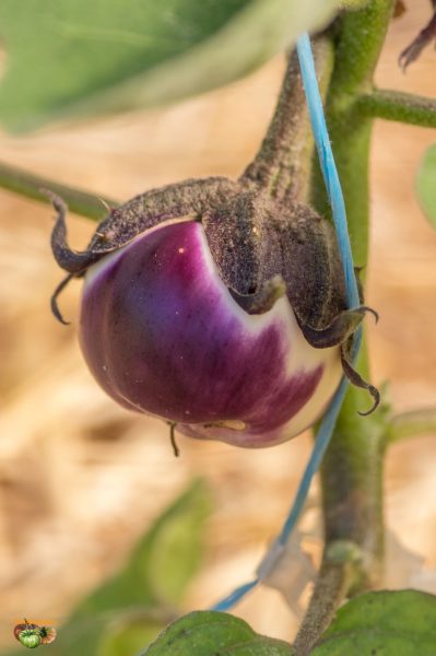 round mauve 21 juin 2018