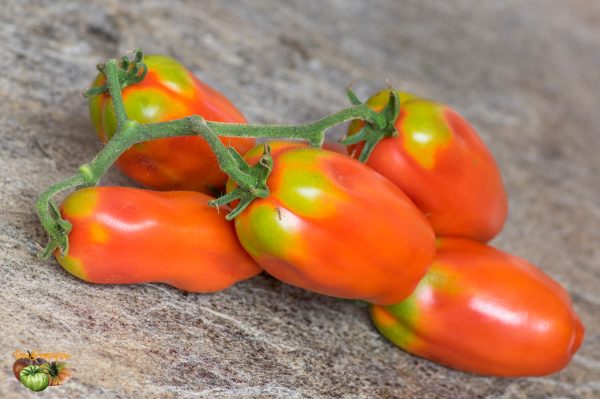 san marzano 13 août 2018