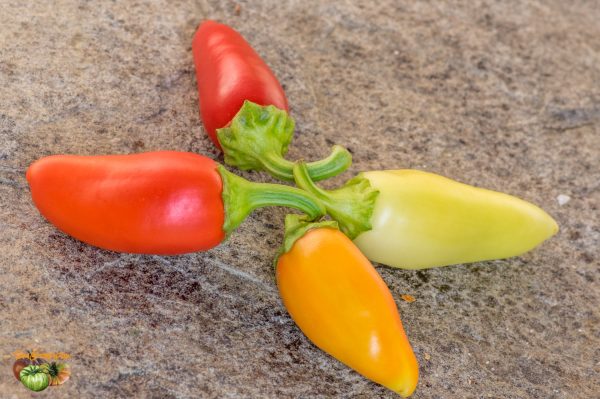 santa fe grande pepper 19 septembre 2018 4