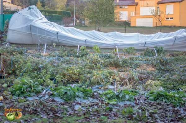 serre 02 novembre 2018 3