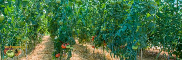 Influence de la Température sur la Culture de la Tomate