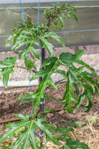 solanum atropurpureum 17 juin 2018